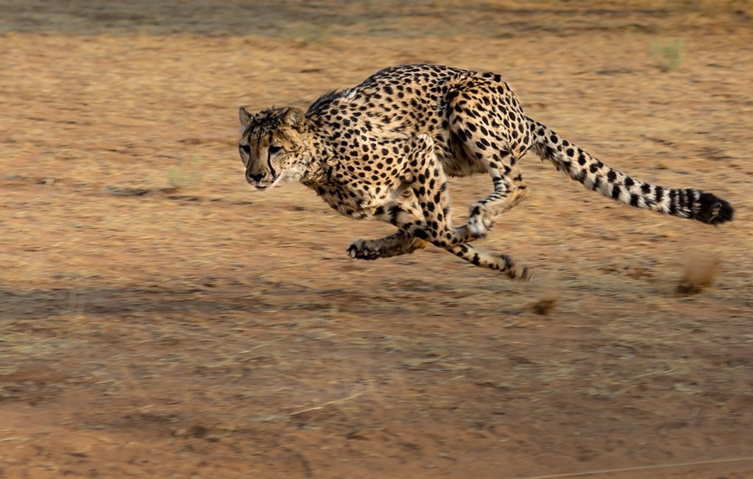 African cheetahs to be spotted soon in India's national park thanks to Namibia deal
