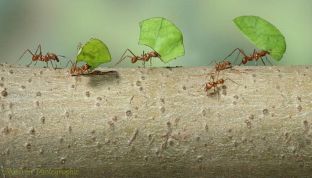 دراسة حديثة تكشف عدد النمل على سطح الأرض