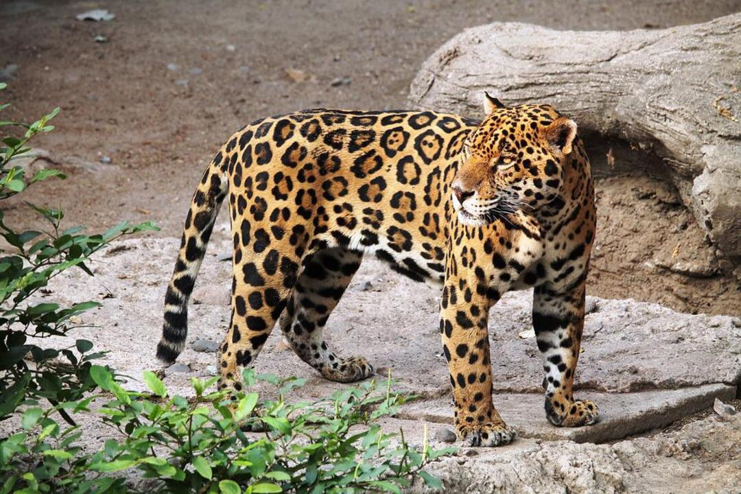 First jaguars born in the wild in Argentine province after 70 years