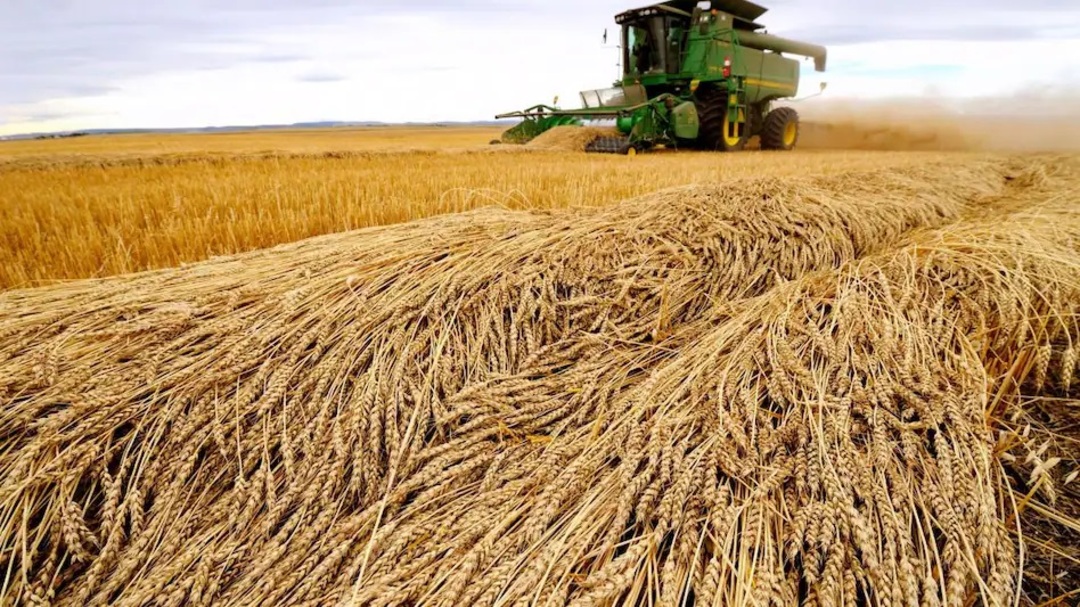 مصر تلغي صفقات شراء 240 ألف طن من القمح الأوكراني