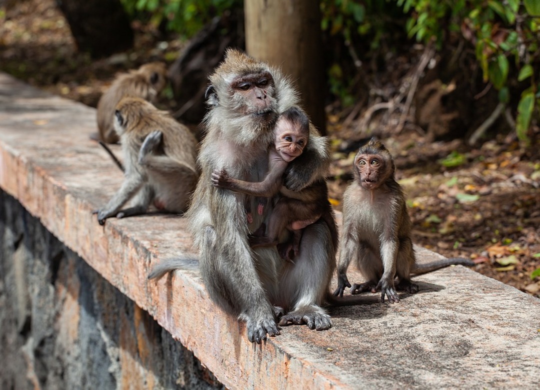 Marauding monkeys injure 42 in Japan’s Yamaguchi city