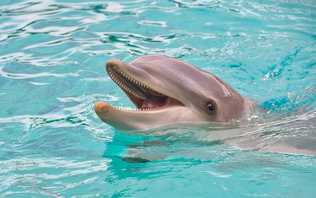 Japan officials warn beachgoers to stay away from biting dolphin