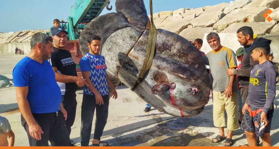 سمكة عملاقة .. بيعت بـ 50 ألف ليرة سورية فقط