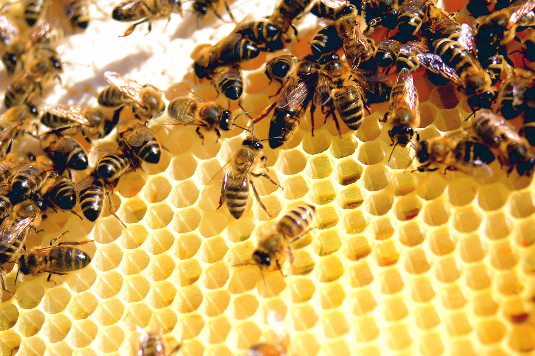 اعتماد أول لقاح في العالم لحماية النحل من مرض 