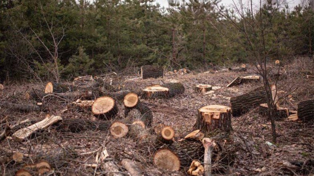 عفرين.. عمليات قطع واسعة النطاق للأشجار في 114 موقعاً