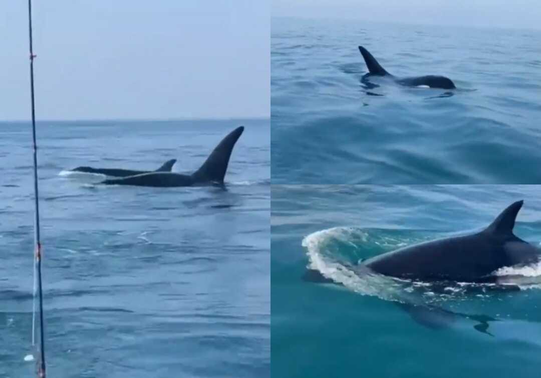 ظهور الحوت القاتل في المياه الكويتية (فيديو)