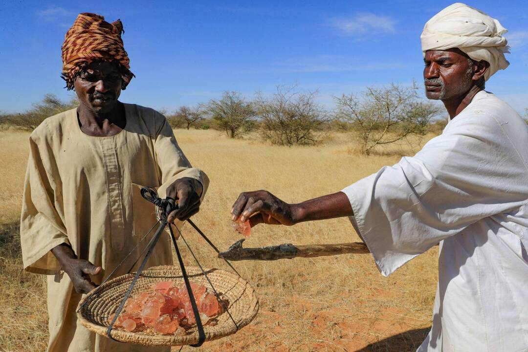 الصمغ العربي المنتج السوداني المستخدم في سلع عدة في العالم مهدّد بالحرب