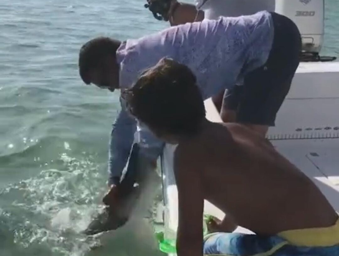 نهاية مؤلمة لرجل حاول مداعبة صغير القرش أمام أطفاله في أفريقيا (فيديو)
