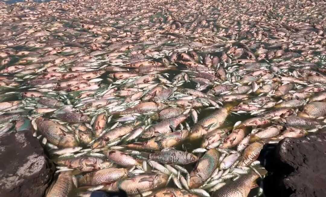 مشهد مقلق.. نفوق آلاف الأسماك في بحيرة أرجنتينية بسبب التغير المناخي (فيديو)