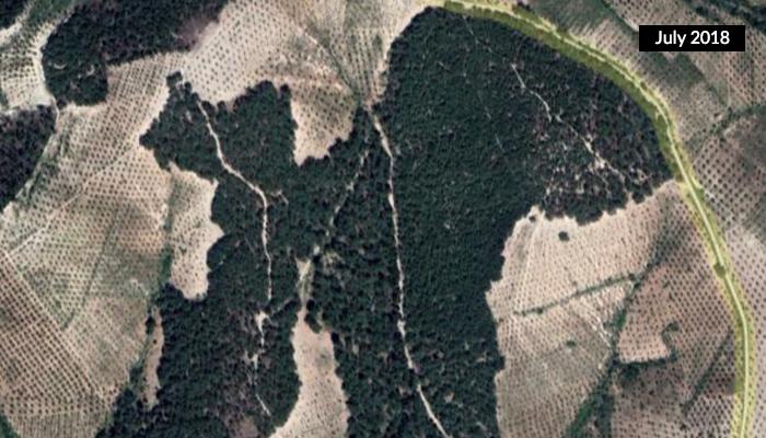 Report: Hundreds of trees are cut down in Afrin to build an illegal village