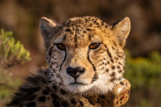 Rare birth of three 'healthy' Asiatic cheetah cubs in Iran