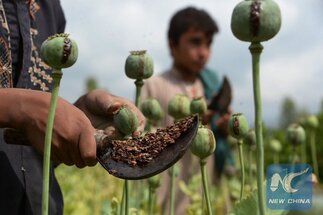زعيم طالبان يأمر بحظر زراعة الخشخاش