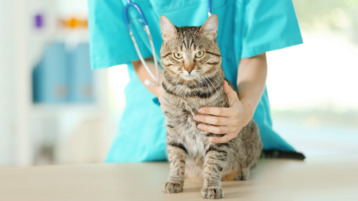 دراسة جديدة توثق انتقال فيروس كورونا من القطط إلى الإنسان