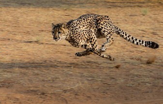 Cheetah, world's fastest cat, returns to India after 70 years