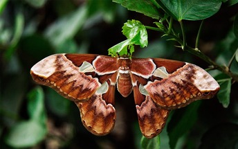 Atlas moth, one of world's largest, detected in US for first time