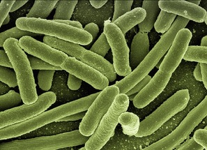 Florida sees rise in flesh-eating bacteria amid Ian concerns