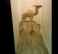 Arabnews: Video of baby camel roaming inside house draws mixed reactions