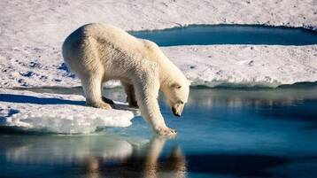 فيروسات قاتلة قد يطلقها ذوبان الجليد في القطب الشمالي
