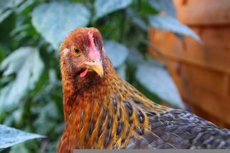 Avian flu: Birds in Wales to be kept indoors from 2 December