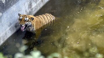 Indian mother fights off tiger with bare hands to save her toddler