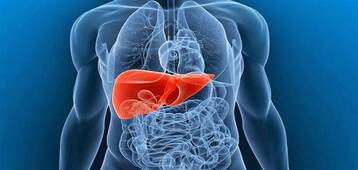الكبد.. أهم أعضاء الجسم وعلامات عدة قد تشير لمشكلة فيه