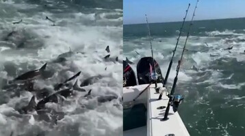 حالة جنونية لأسماك القرش.. أثارت رعب الصيادين في أمريكا (فيديو)