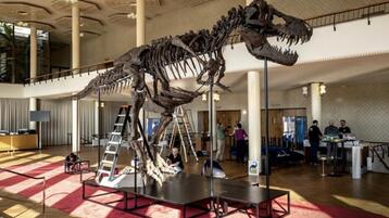The pride of Switzerland: first European auction of a T-Rex