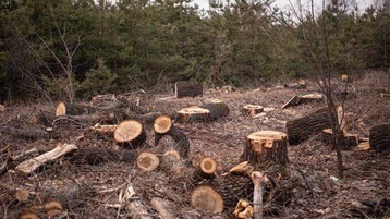 عفرين.. عمليات قطع واسعة النطاق للأشجار في 114 موقعاً
