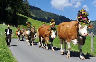 سويسرا ترصد إصابة بمرض جنون البقر‭ ‬اللانمطي