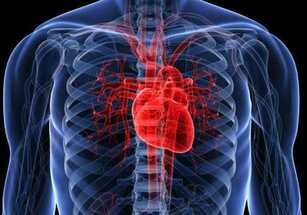 جين مضاد للشيخوخة يستطيع إعادة عمر القلب البيولوجي بمقدار 10 سنوات