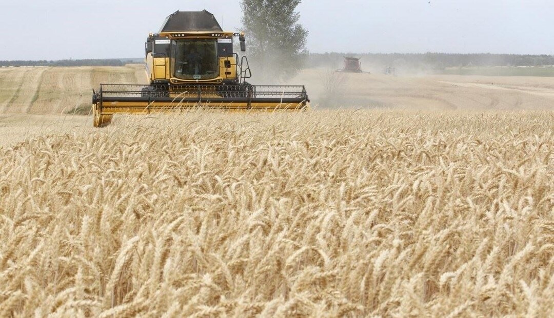 بروكسل تنوي تمديد القيود على استيراد الحبوب الأوكرانية