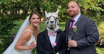 حيوان اللاما يحضر حفل زفاف زوجين