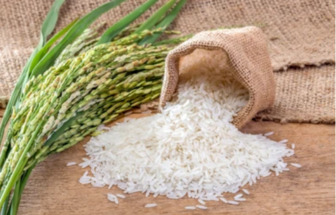حظر تصدير الأرز في الهند: تداعياته العالمية على الأمن الغذائي