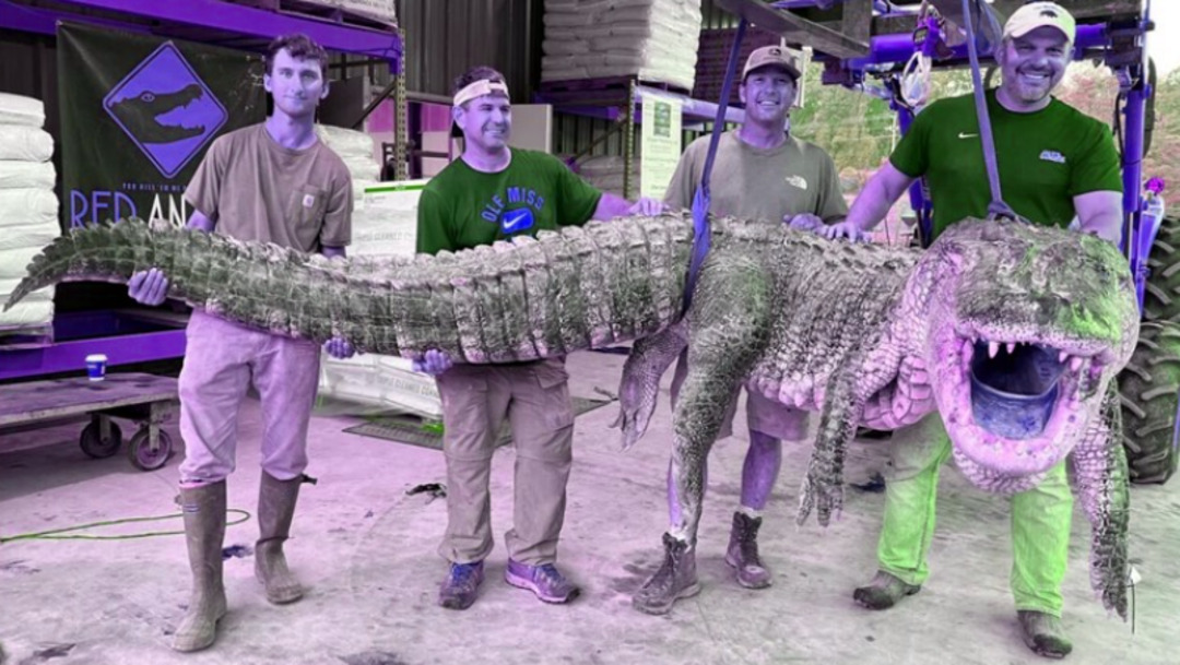 صيادون في ميسيسيبي يحطمون الرقم القياسي بصيد تمساح عملاق يبلغ 14 قدمًا